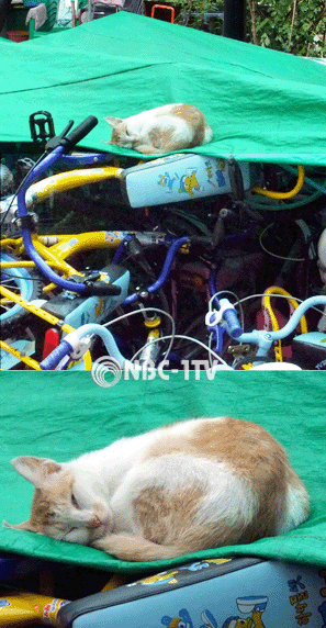 태풍에 지친 야생 고양이, 춥고 배고파요