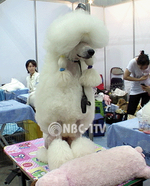 몸 단장 마치고 출전 순서 기다리고 있는 출진견의 자태